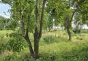 Obstgarten