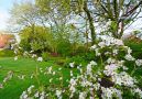 blühender Garten