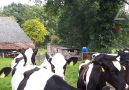 für Tierliebhaber